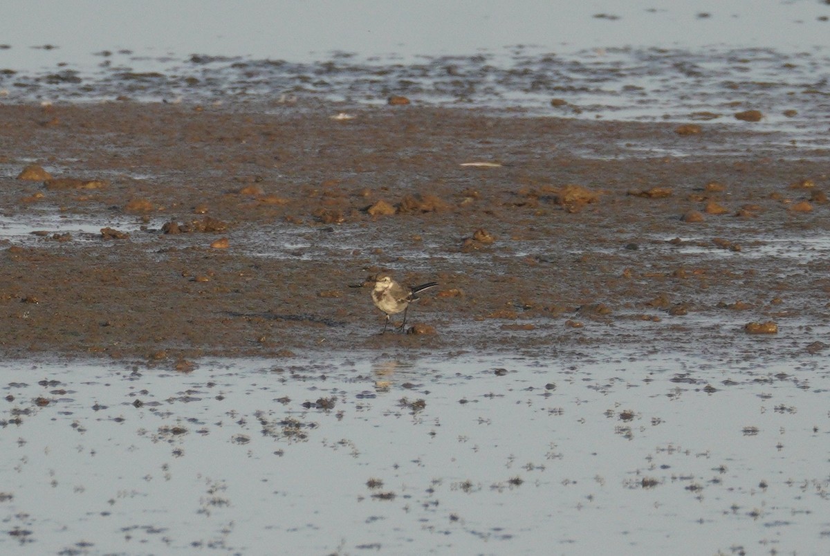 White Wagtail - ML646863626