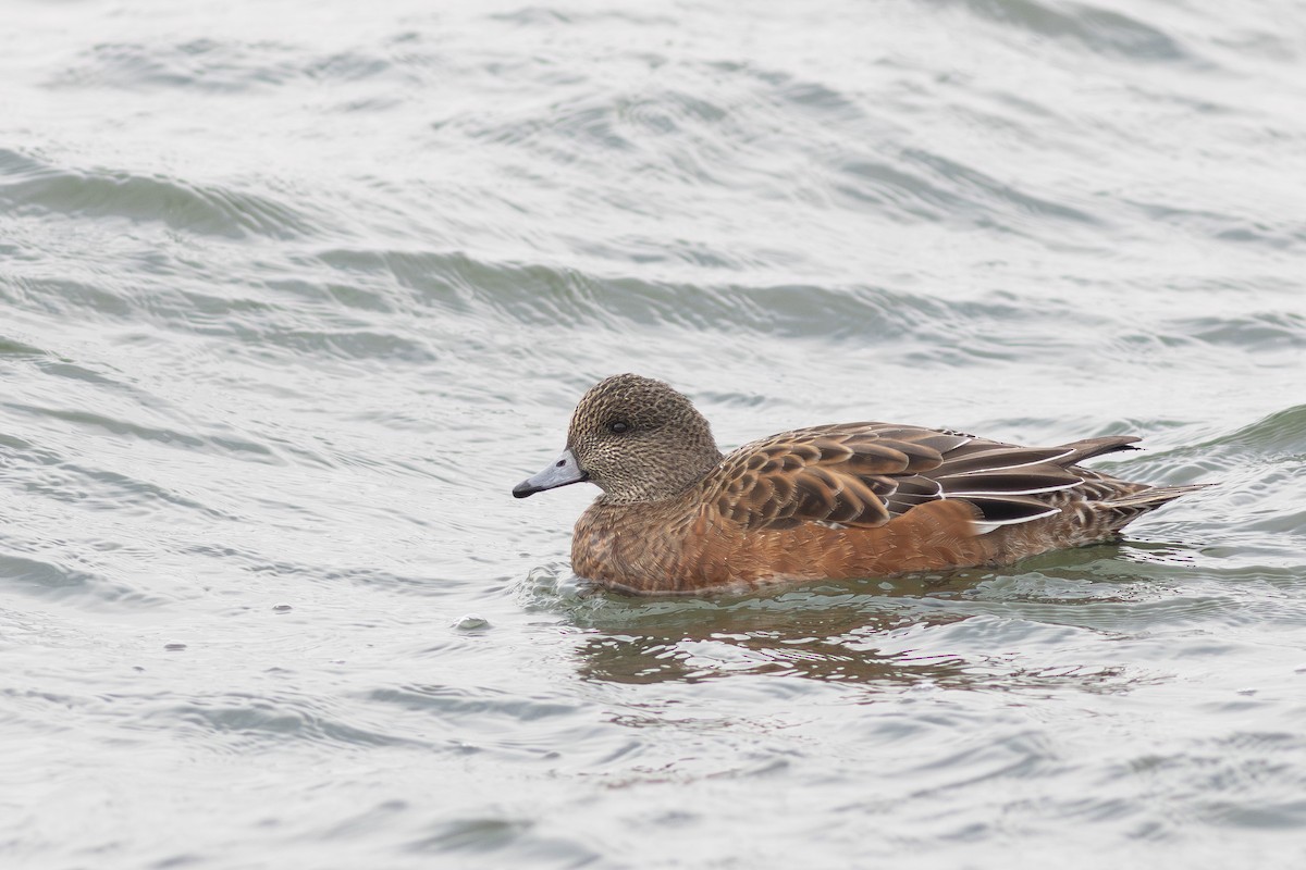 American Wigeon - ML646863632