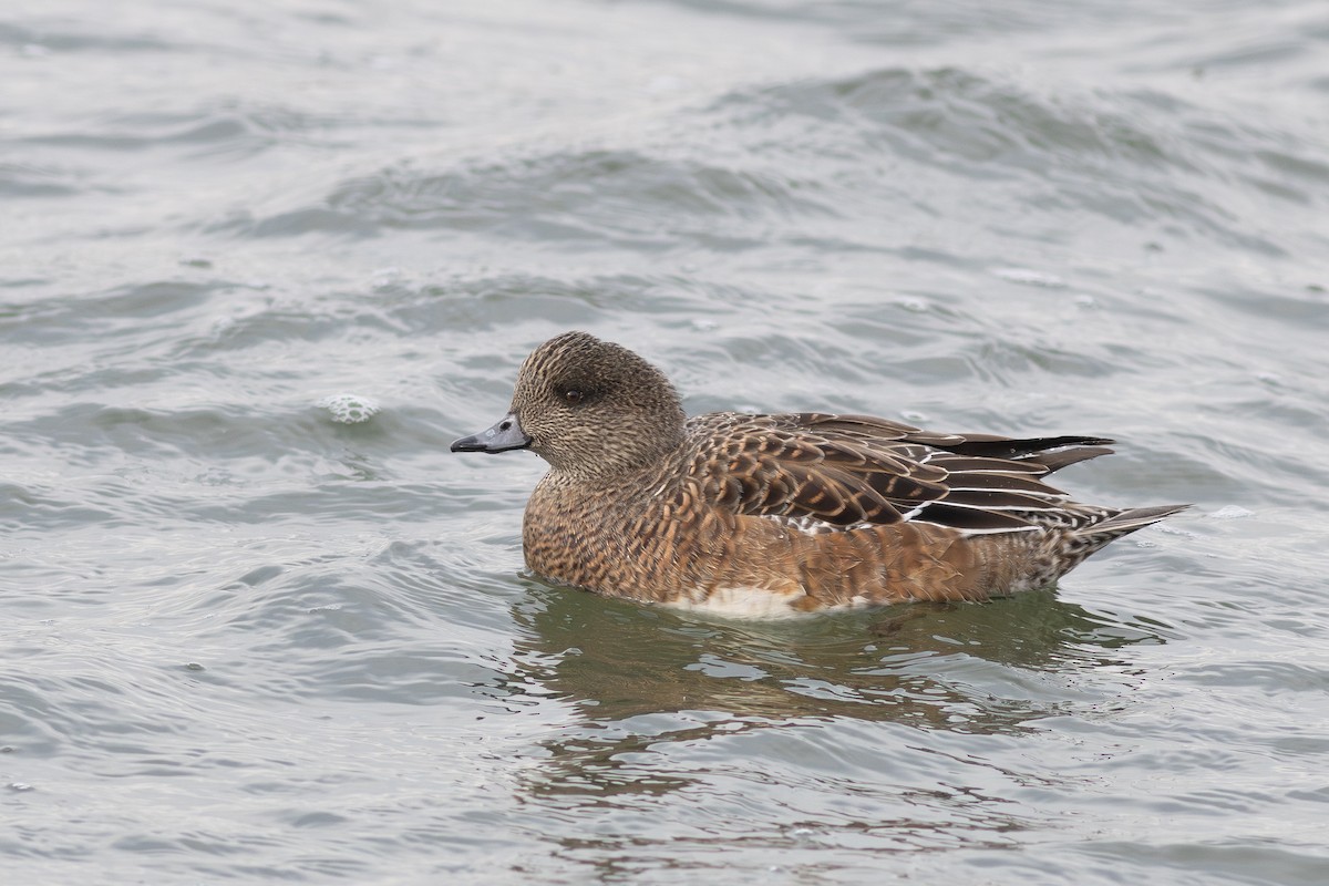American Wigeon - ML646863633