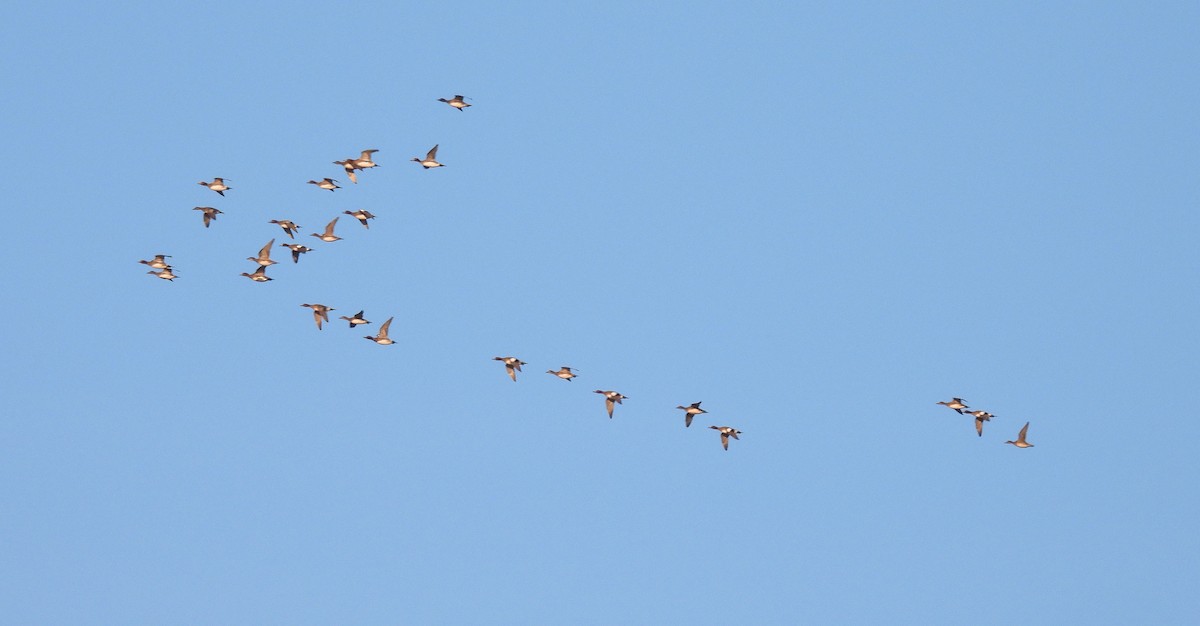 Eurasian Wigeon - ML646863634