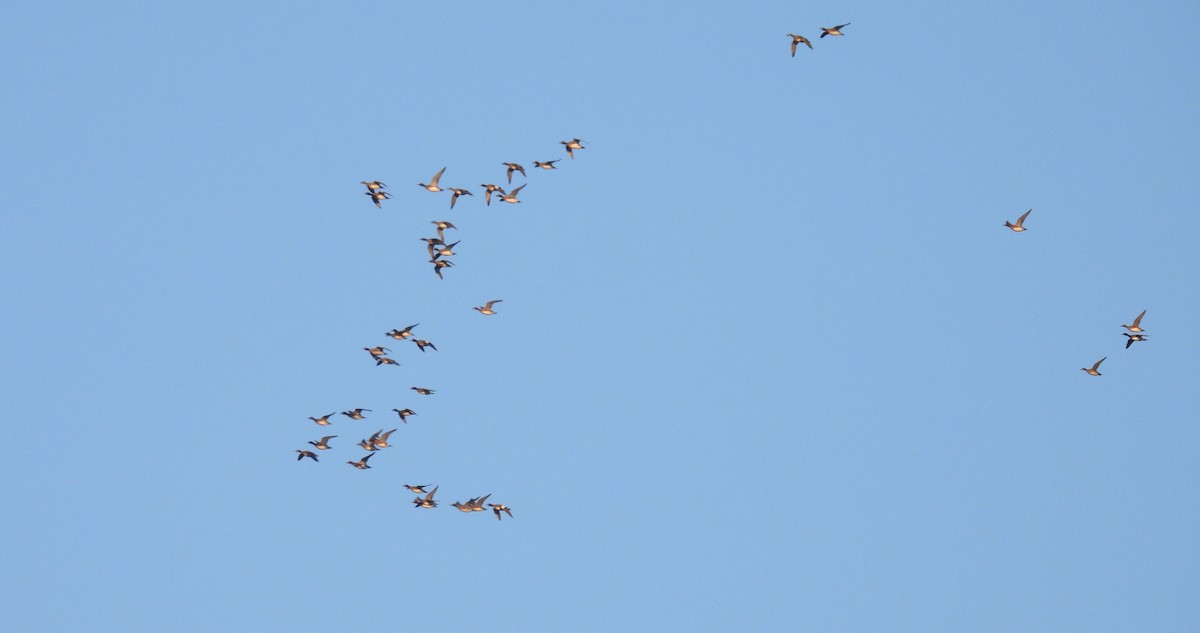 Eurasian Wigeon - ML646863635