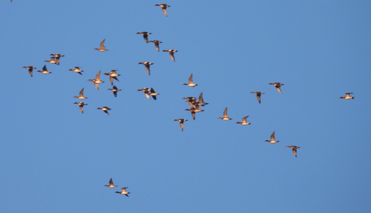 Eurasian Wigeon - ML646863636