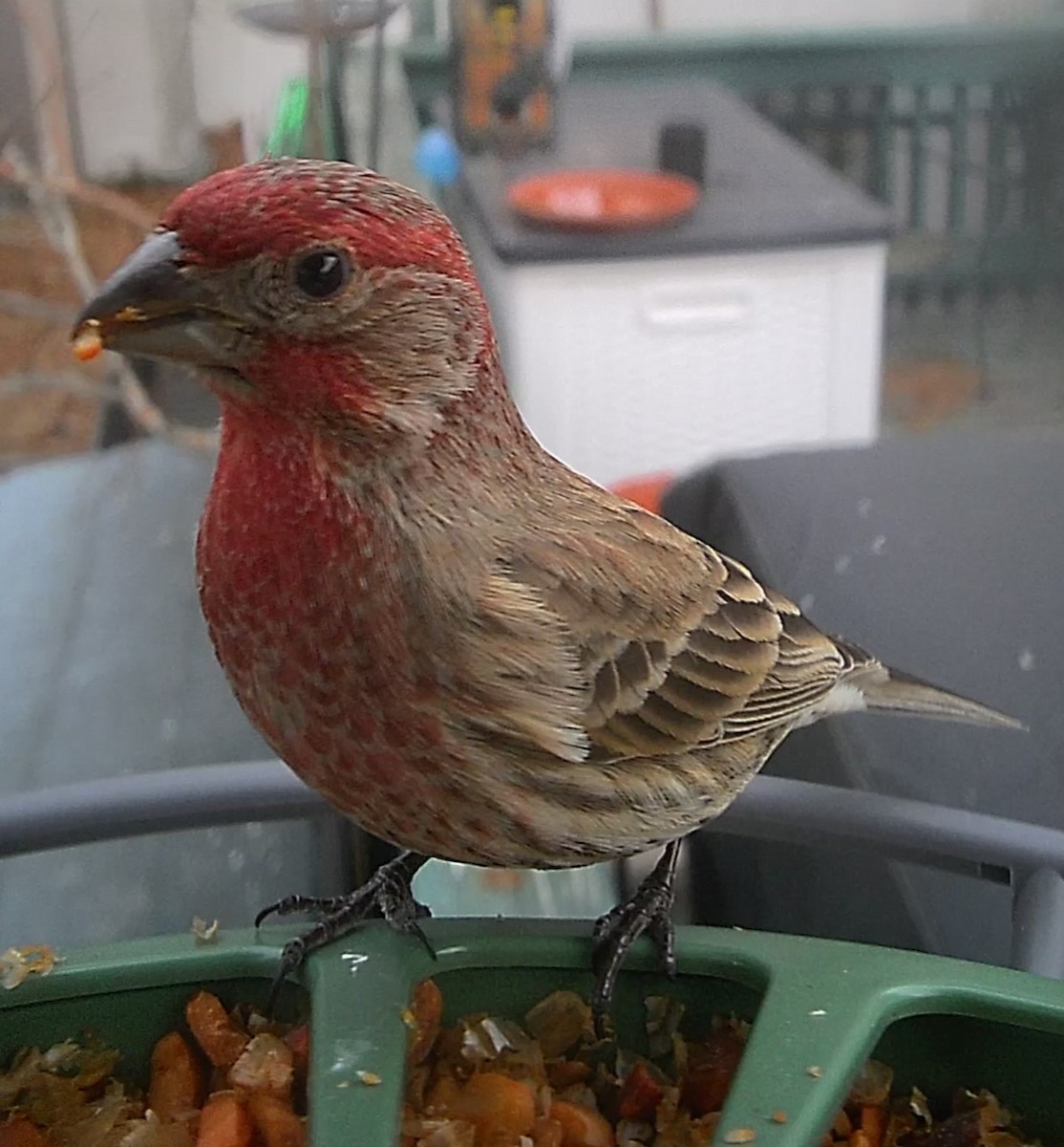 Roselin familier - ML646863638