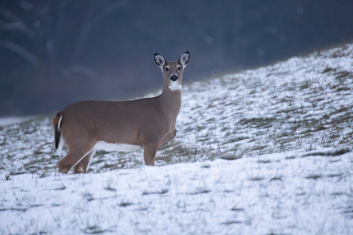 White-tailed Deer - ML646863639