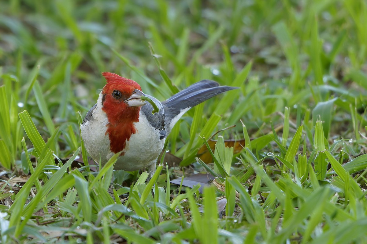 Red-crested Cardinal - ML646863640