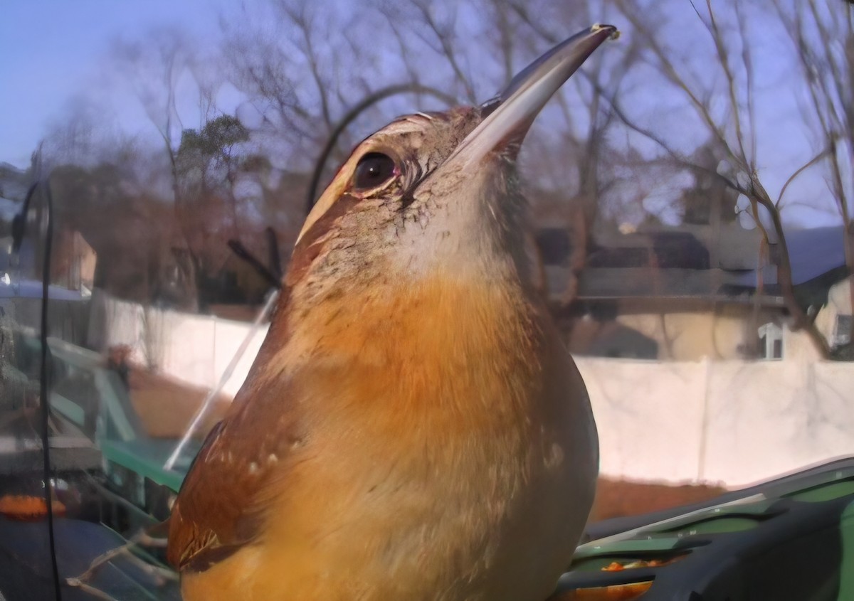 Carolinazaunkönig - ML646863641