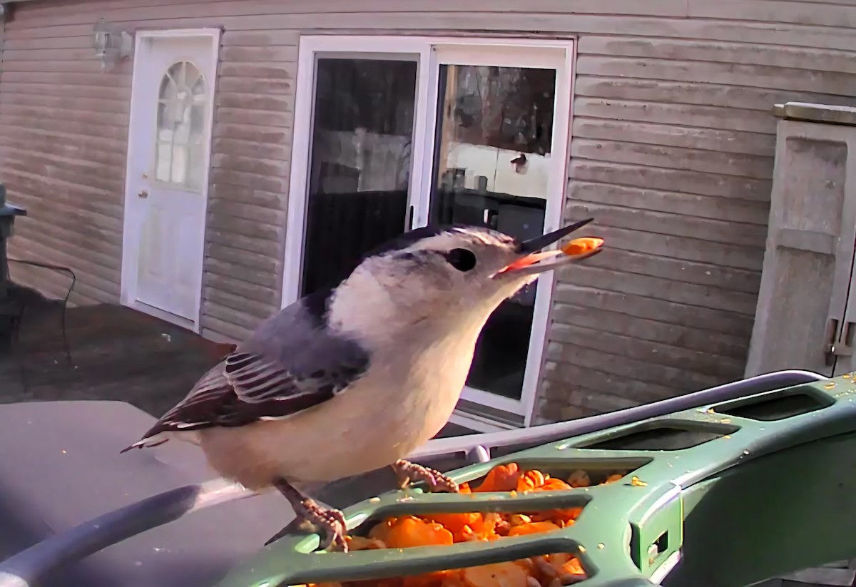 White-breasted Nuthatch - ML646863643