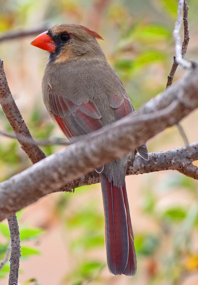 Northern Cardinal - ML646863644