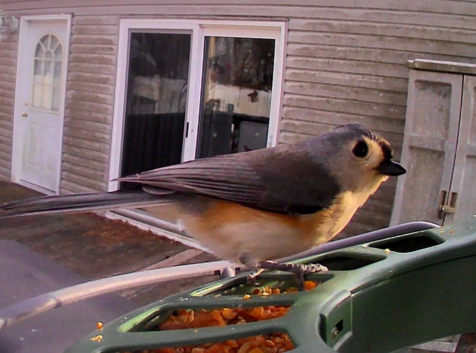 Tufted Titmouse - ML646863645