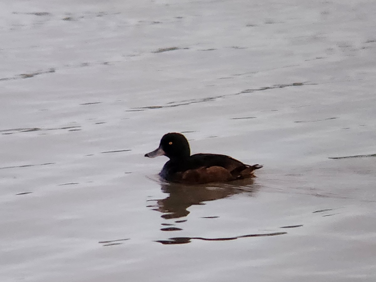 Yeni Zelanda Patkası - ML646863646