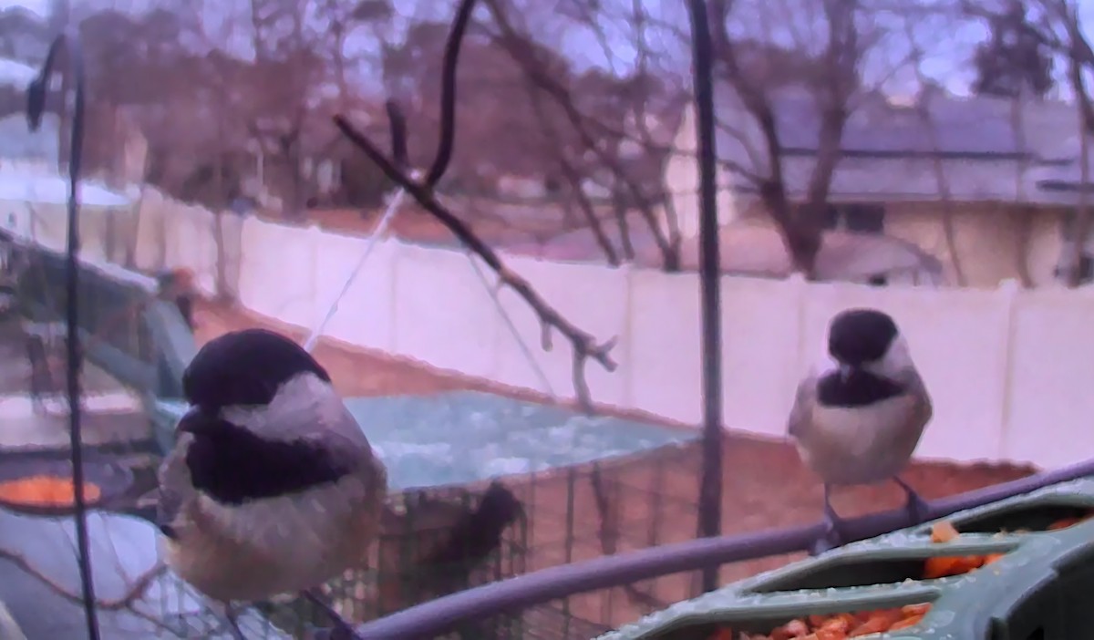 Carolina Chickadee - ML646863648