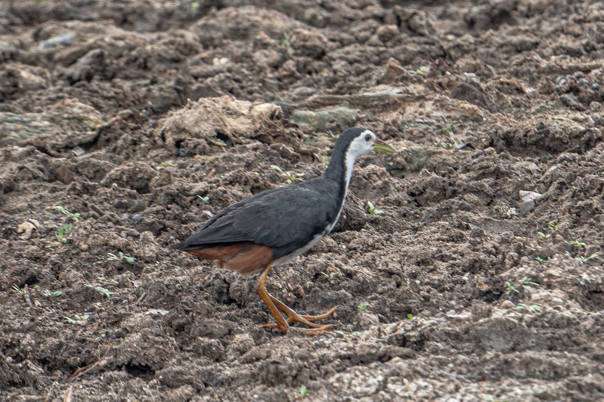 Gallineta Pechiblanca - ML646863649