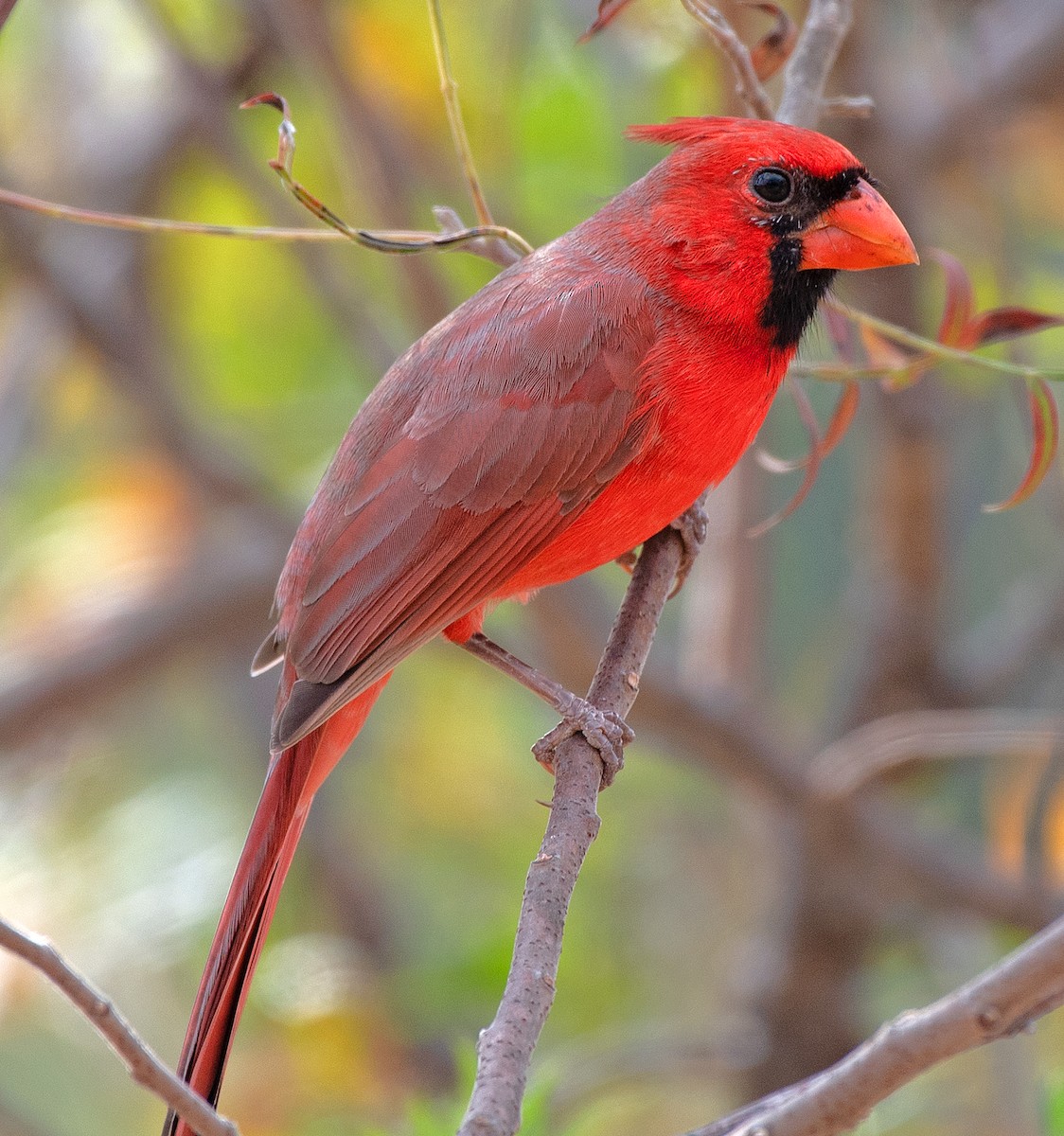 Northern Cardinal - ML646863650