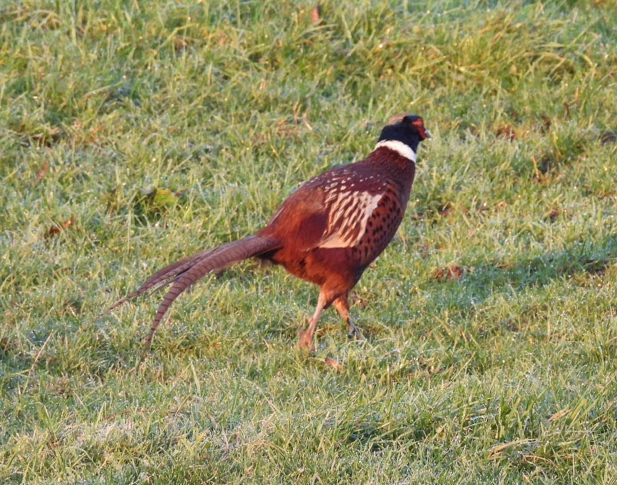 Jagdfasan - ML646863651