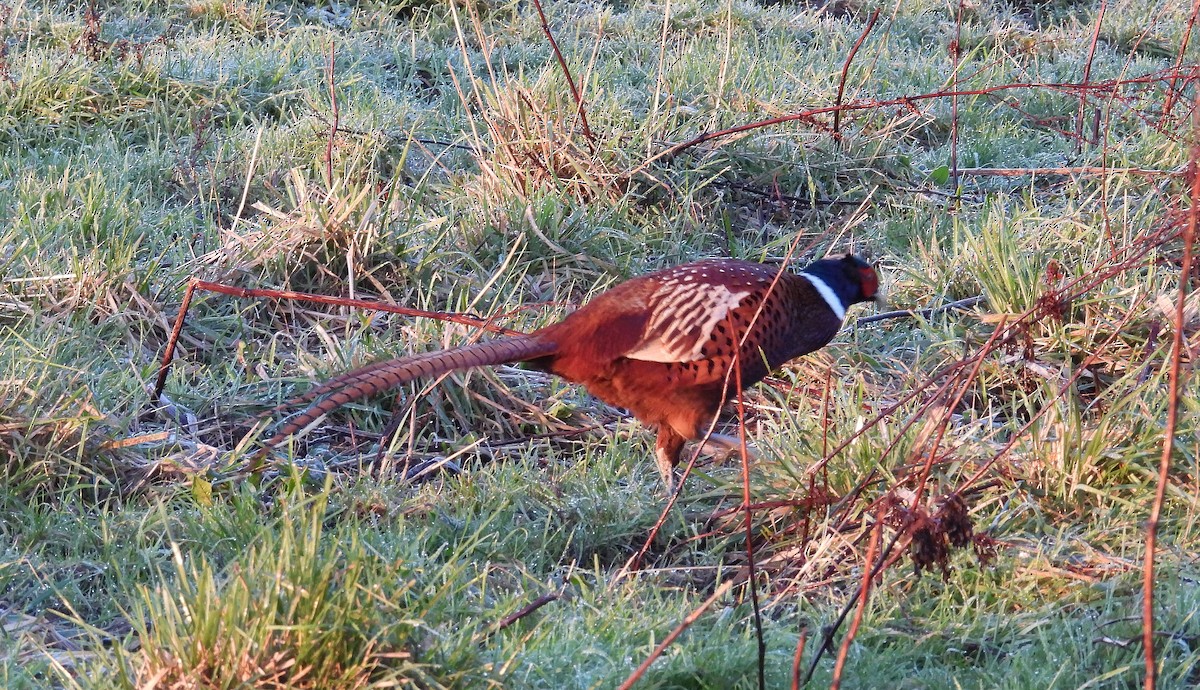 Jagdfasan - ML646863652