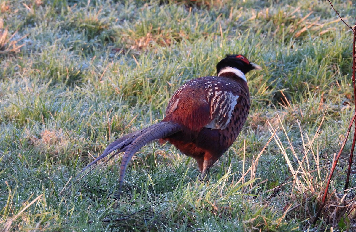 Jagdfasan - ML646863653