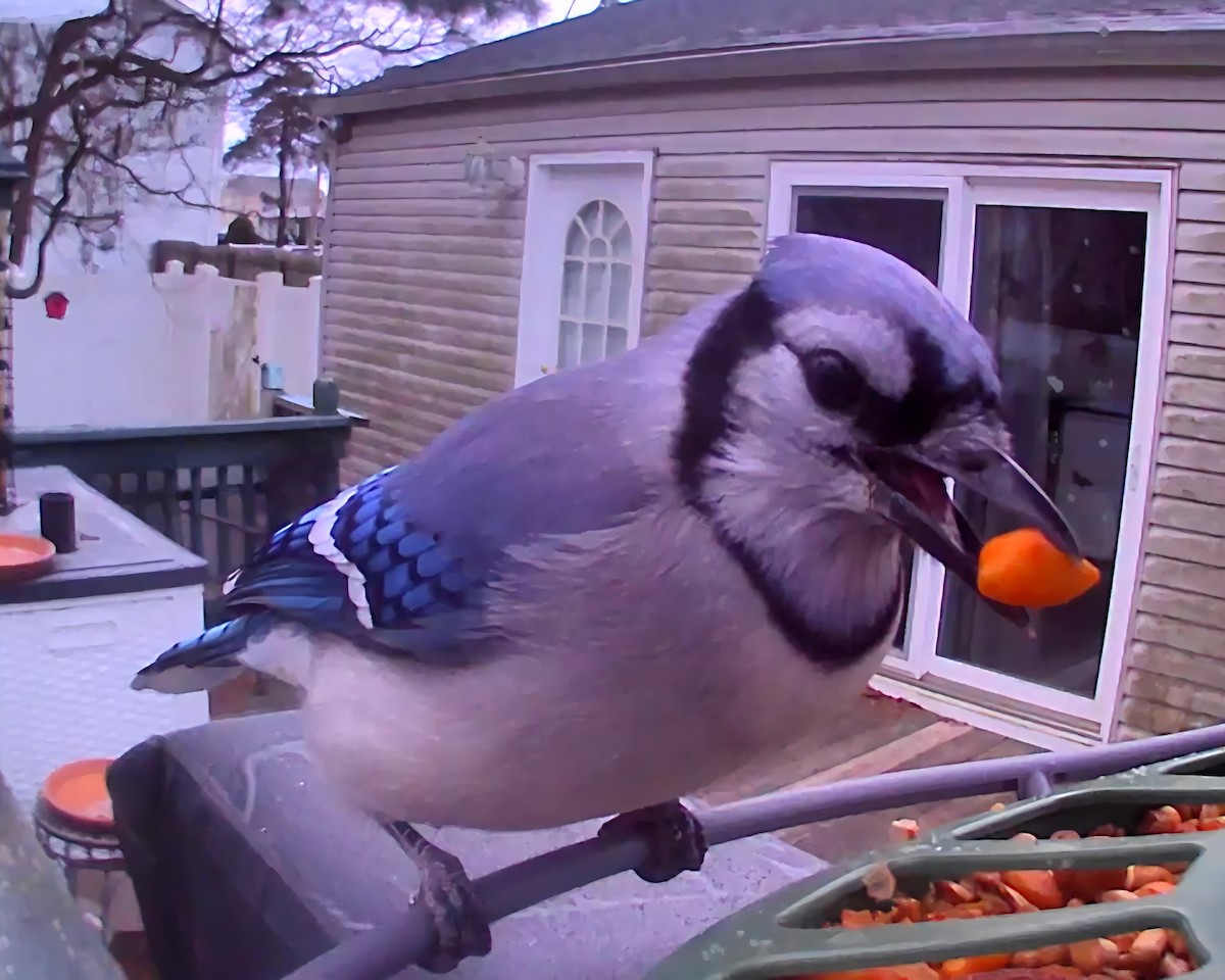 Blue Jay - ML646863655