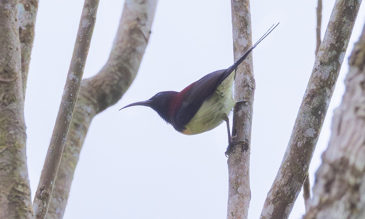 Kara Gerdanlı Nektarkuşu [saturata grubu] - ML646863658