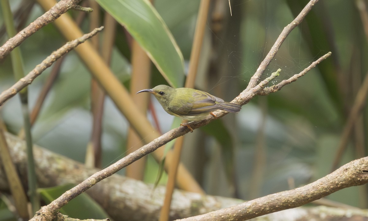 Kara Gerdanlı Nektarkuşu [saturata grubu] - ML646863659