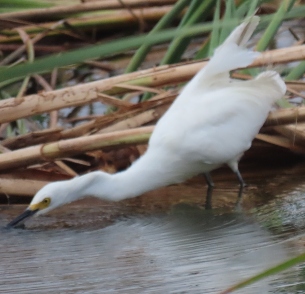 Snowy Egret - ML646863660
