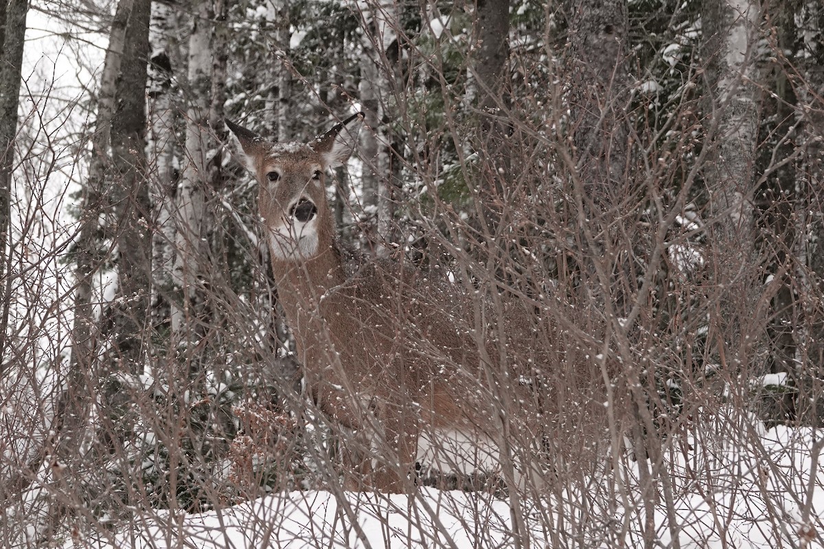 White-tailed Deer - ML646863661