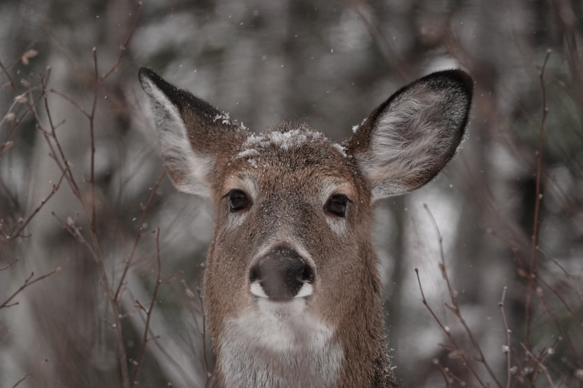 White-tailed Deer - ML646863662