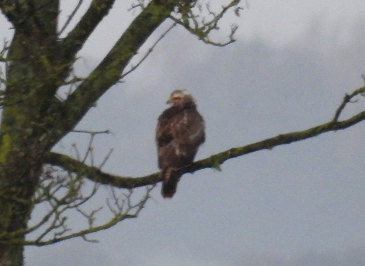 Mäusebussard - ML646863663