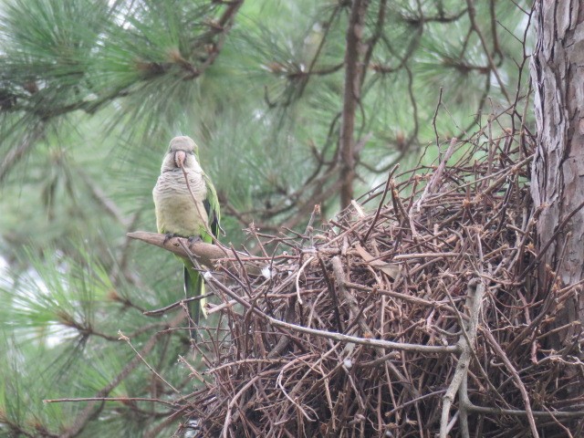 Mönchssittich - ML646863664