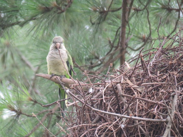 Mönchssittich - ML646863665