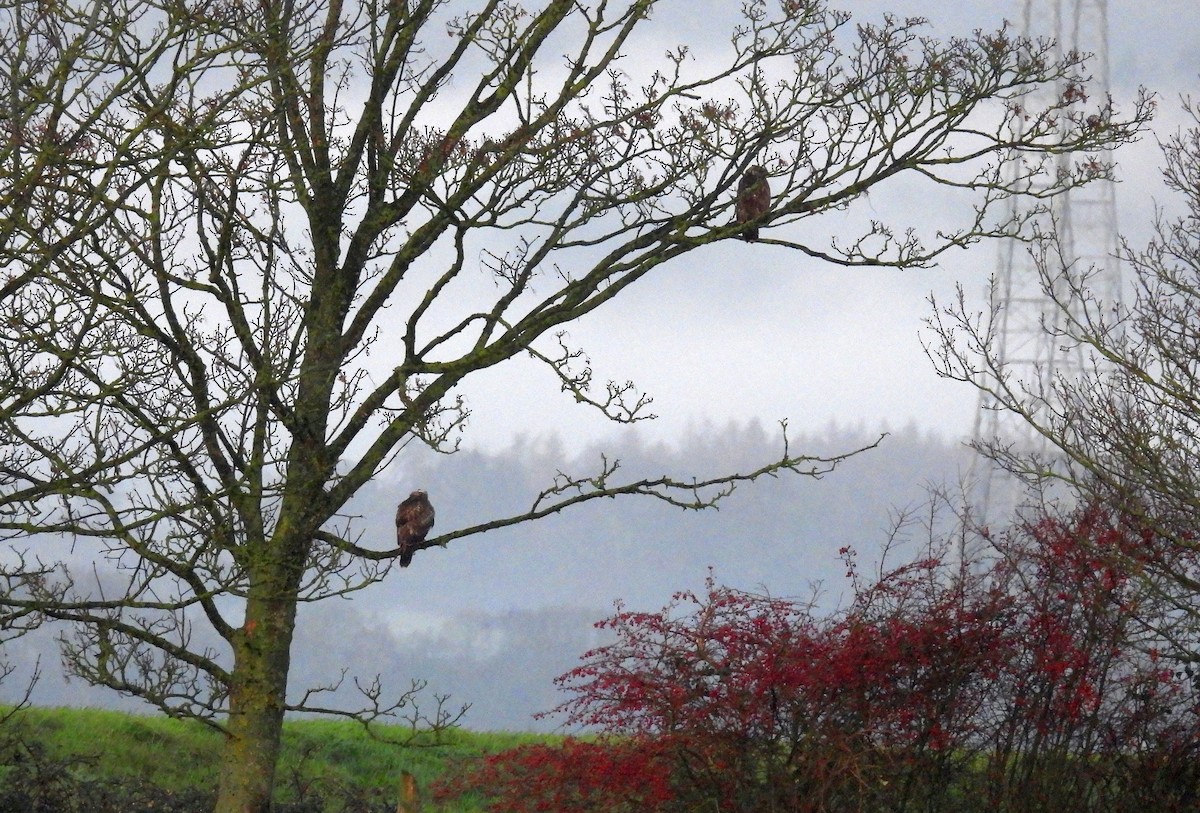 Mäusebussard - ML646863666