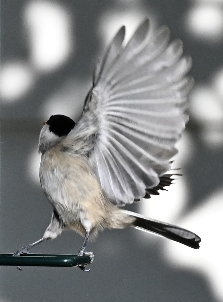 Carolina Chickadee - ML646863669