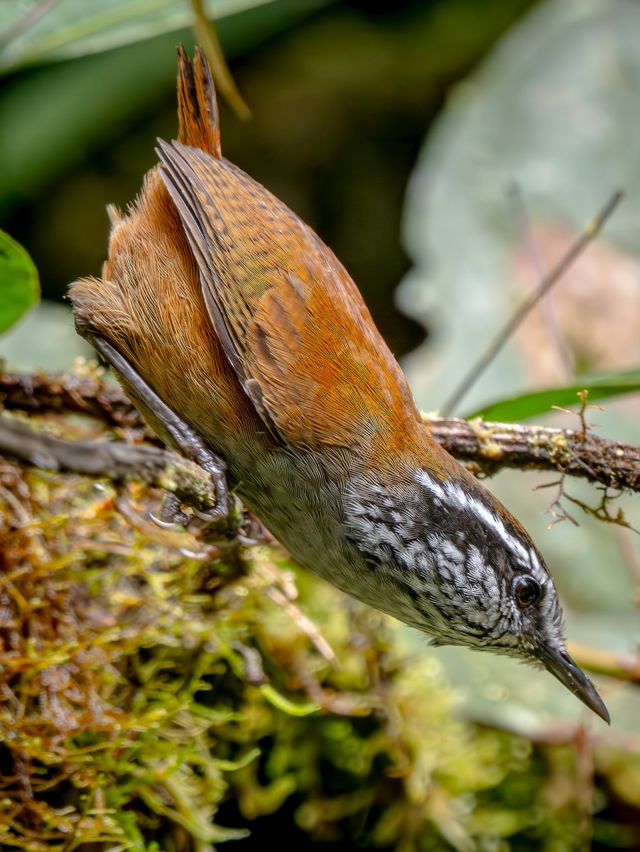 Munchique Wood-Wren - ML646863672