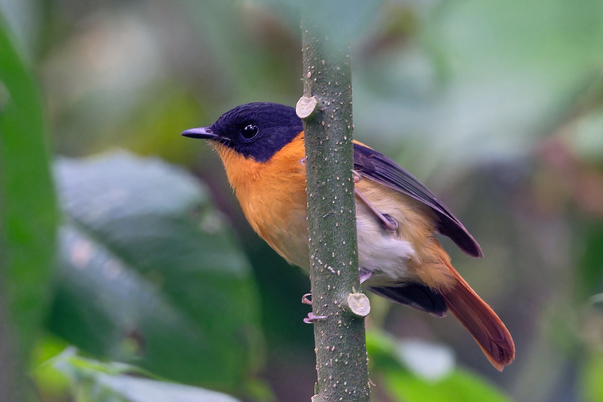 Мухоловка індійська - ML646863674