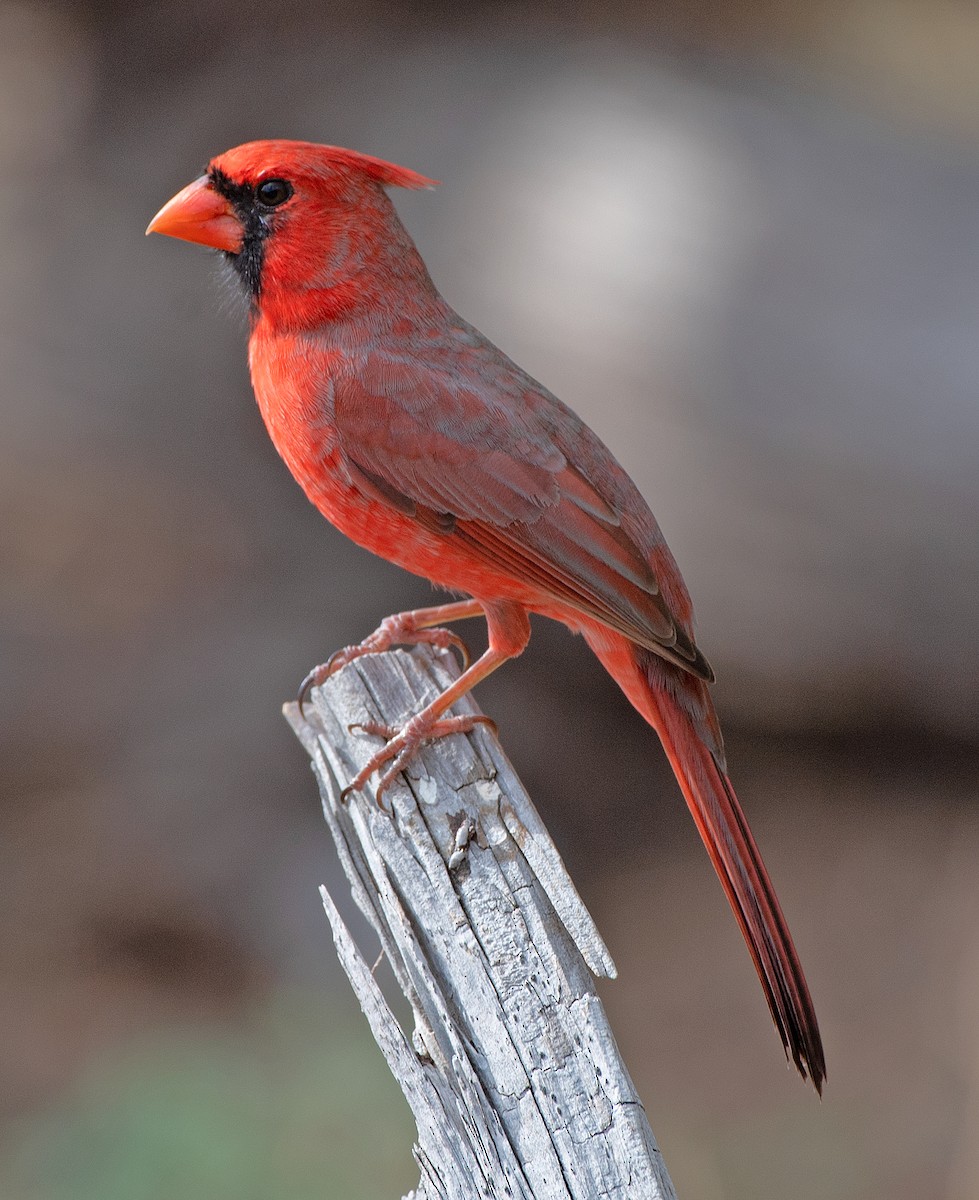 Northern Cardinal - ML646863675