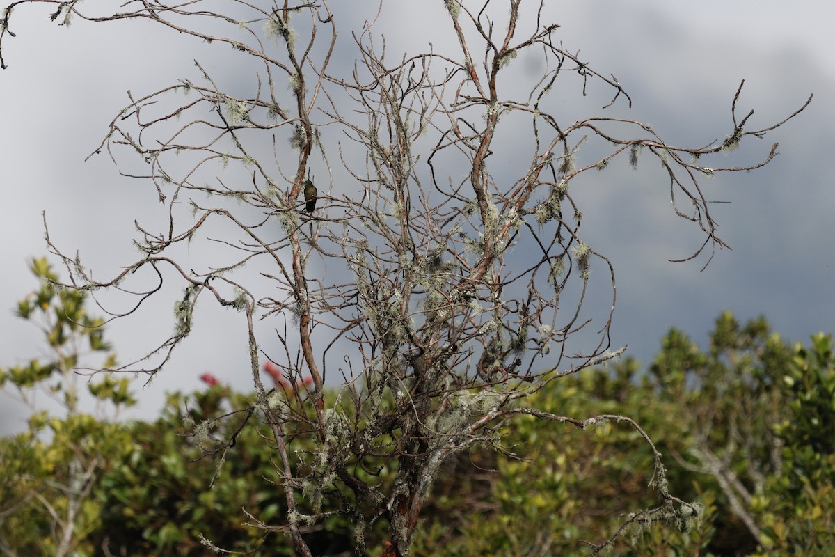 Tyrian Metaltail - ML646863676