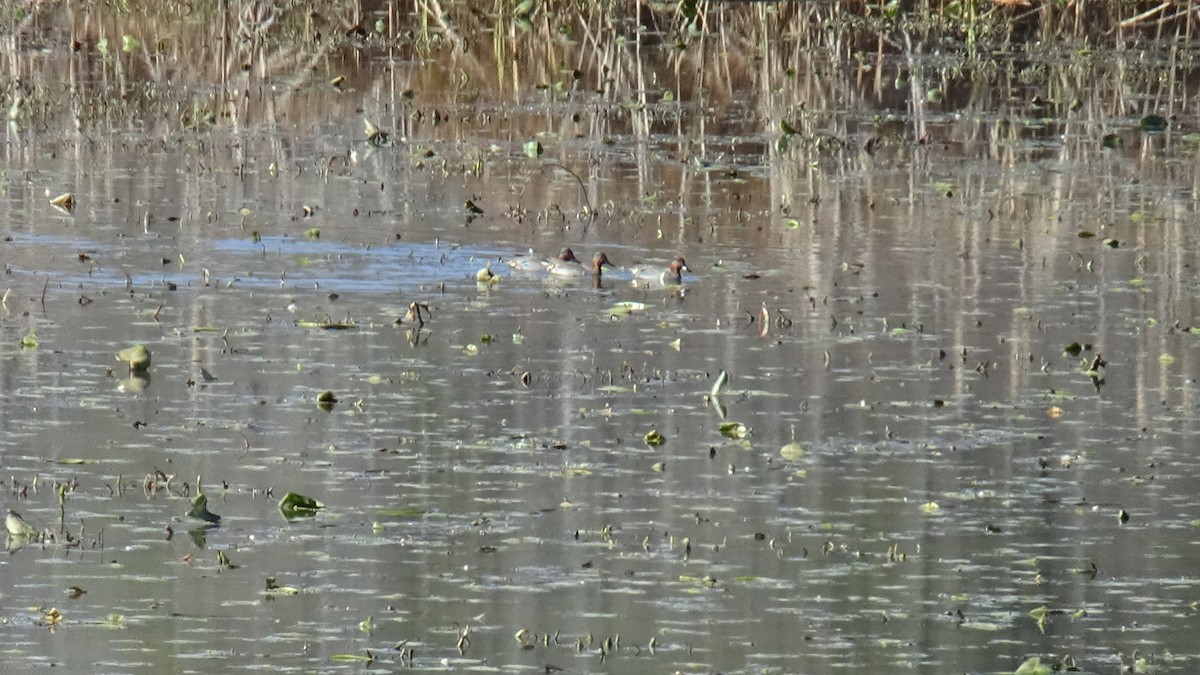 Redhead - ML646863677