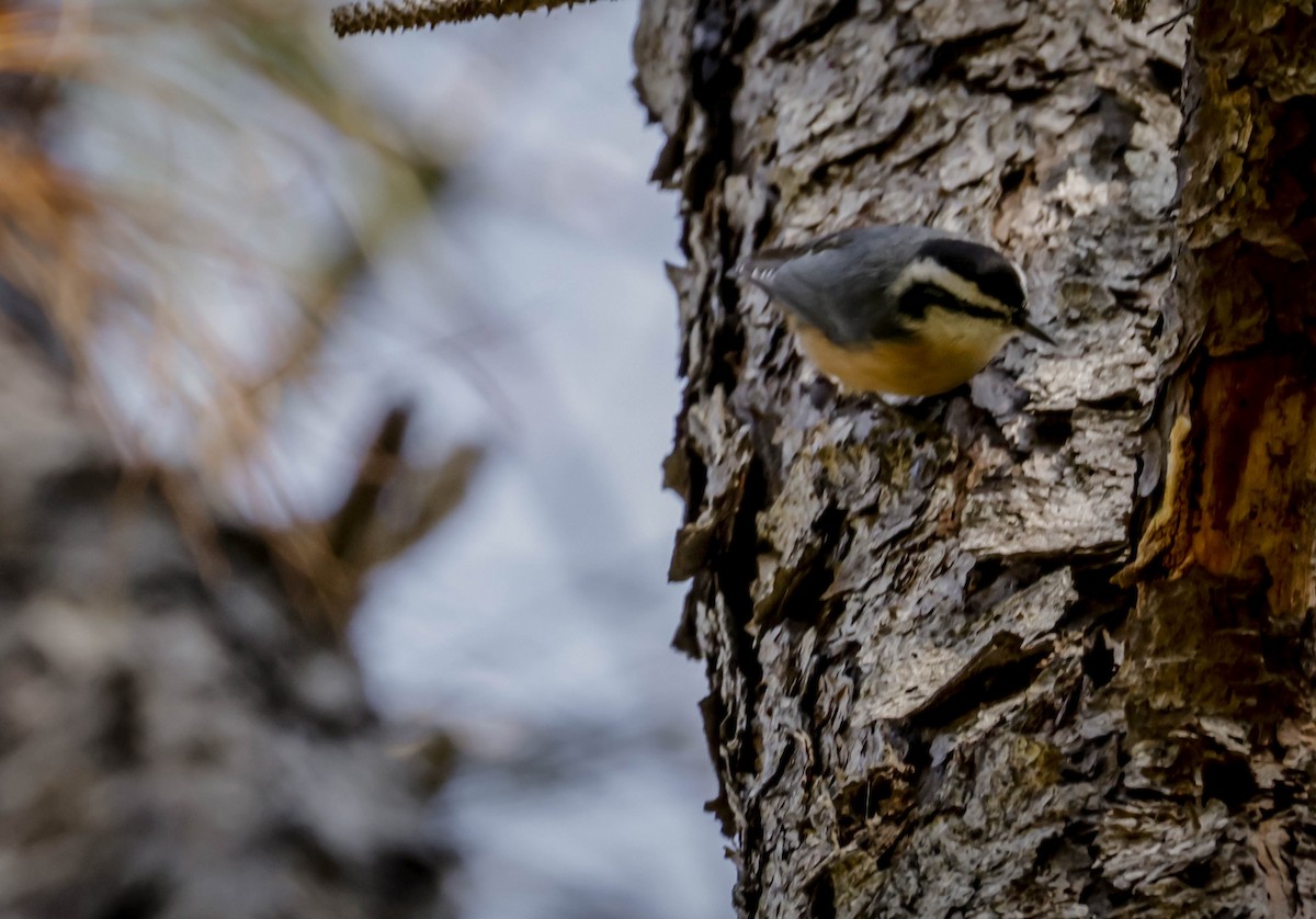 brhlík americký - ML646863678