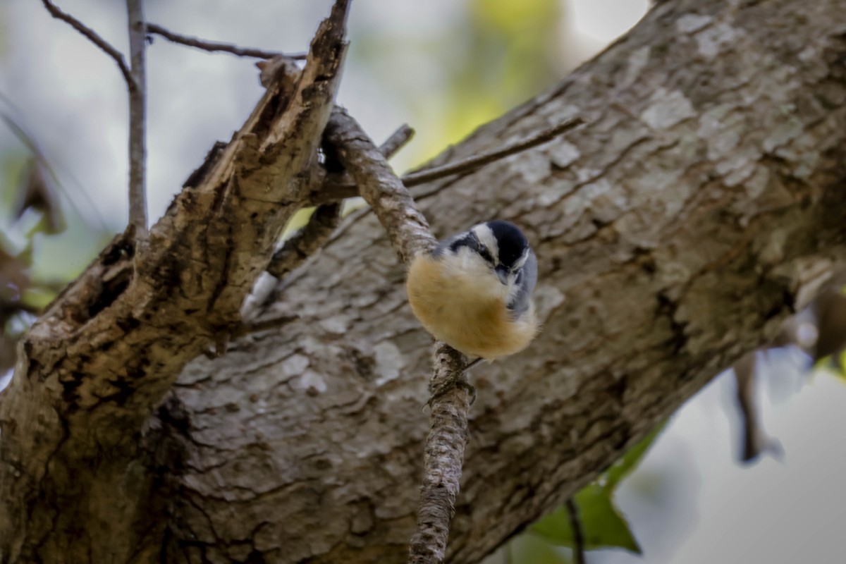 brhlík americký - ML646863679