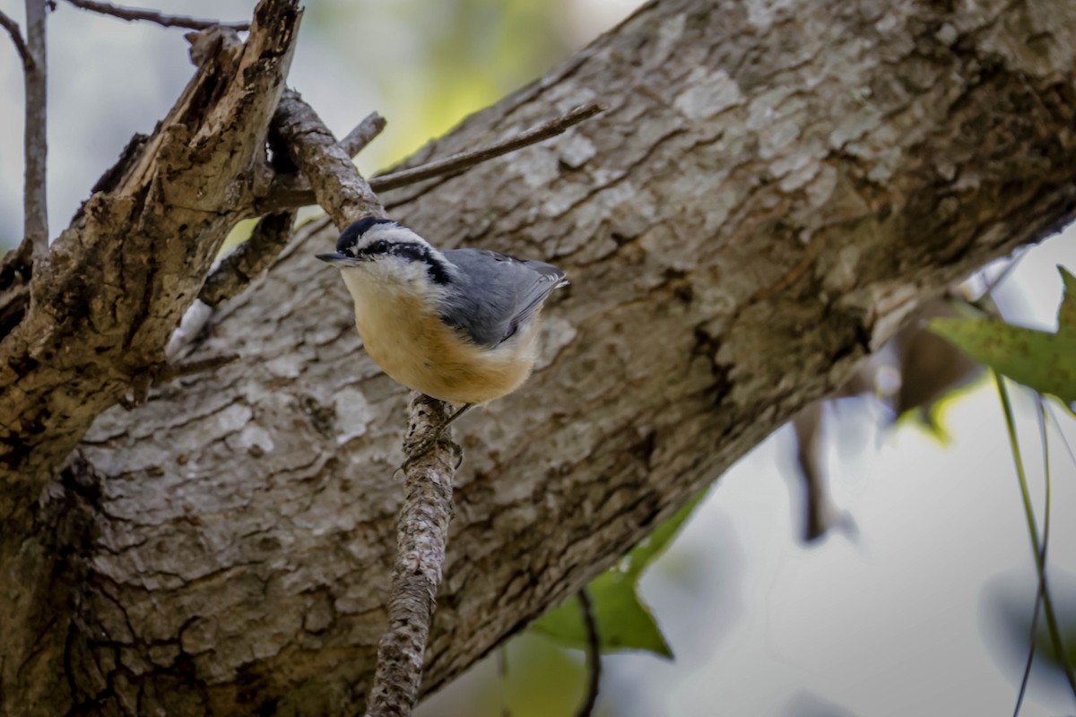 brhlík americký - ML646863680