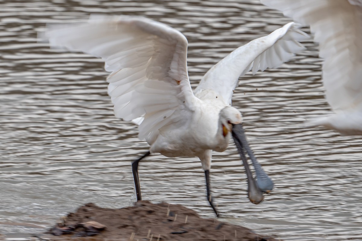 Espátula Común - ML646863681