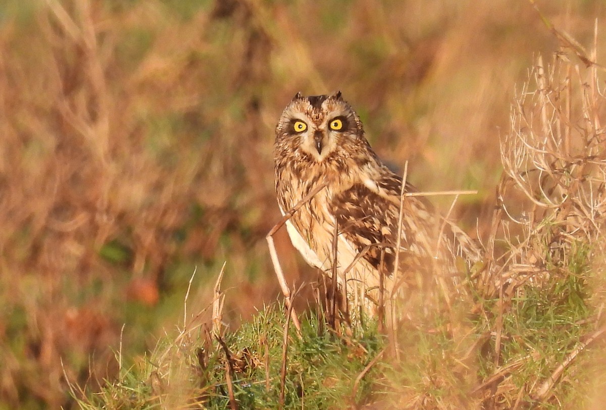 Sumpfohreule - ML646863682