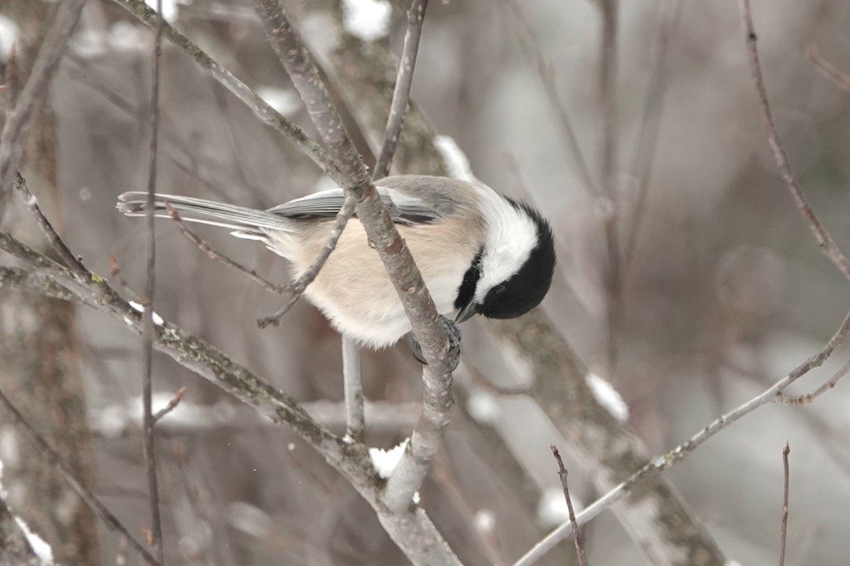 Black-capped Chickadee - ML646863683