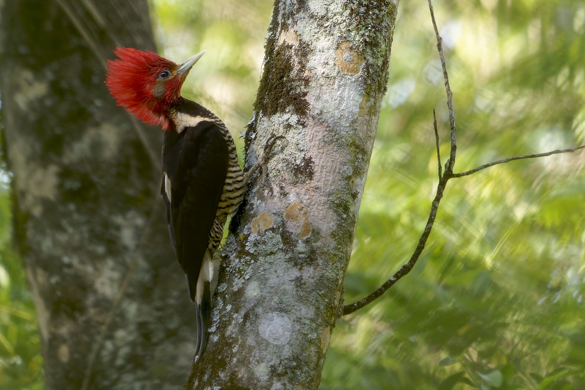Helmeted Woodpecker - ML646863684