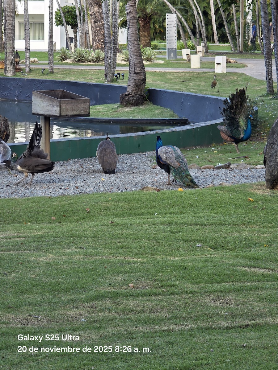 Indian Peafowl - ML646863685