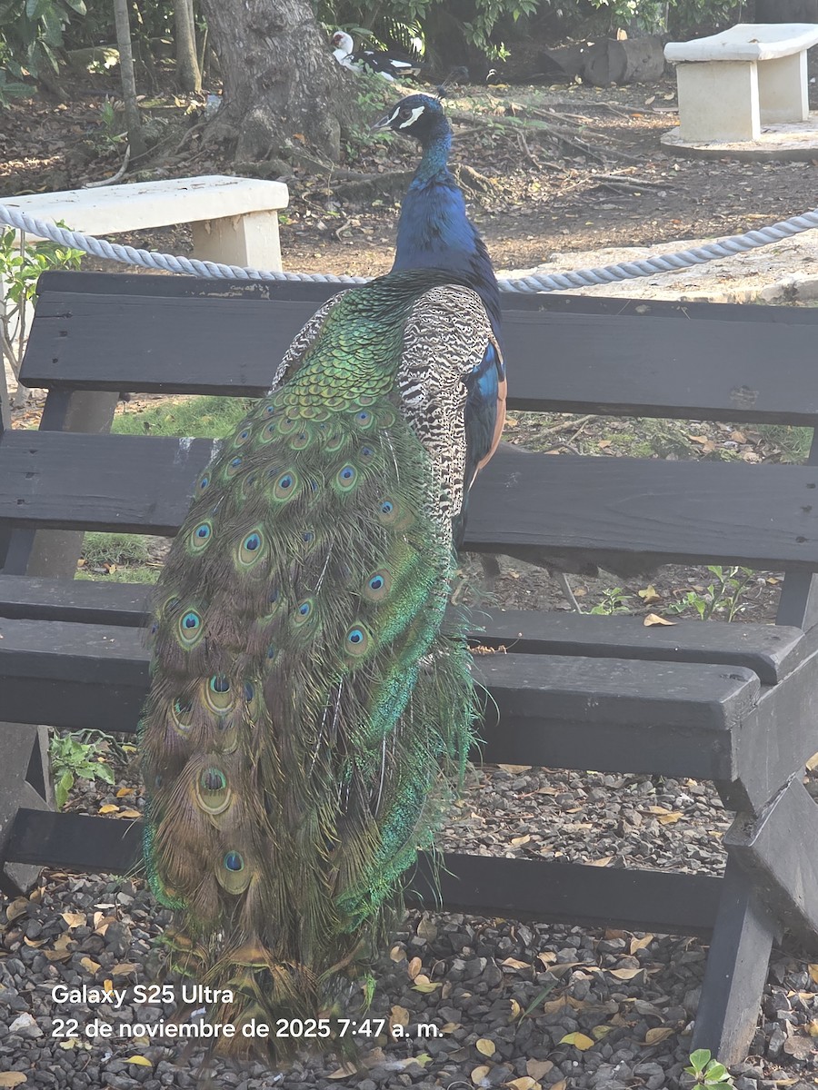 Indian Peafowl - ML646863686