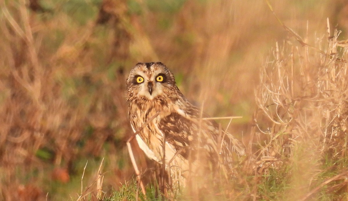 Sumpfohreule - ML646863694