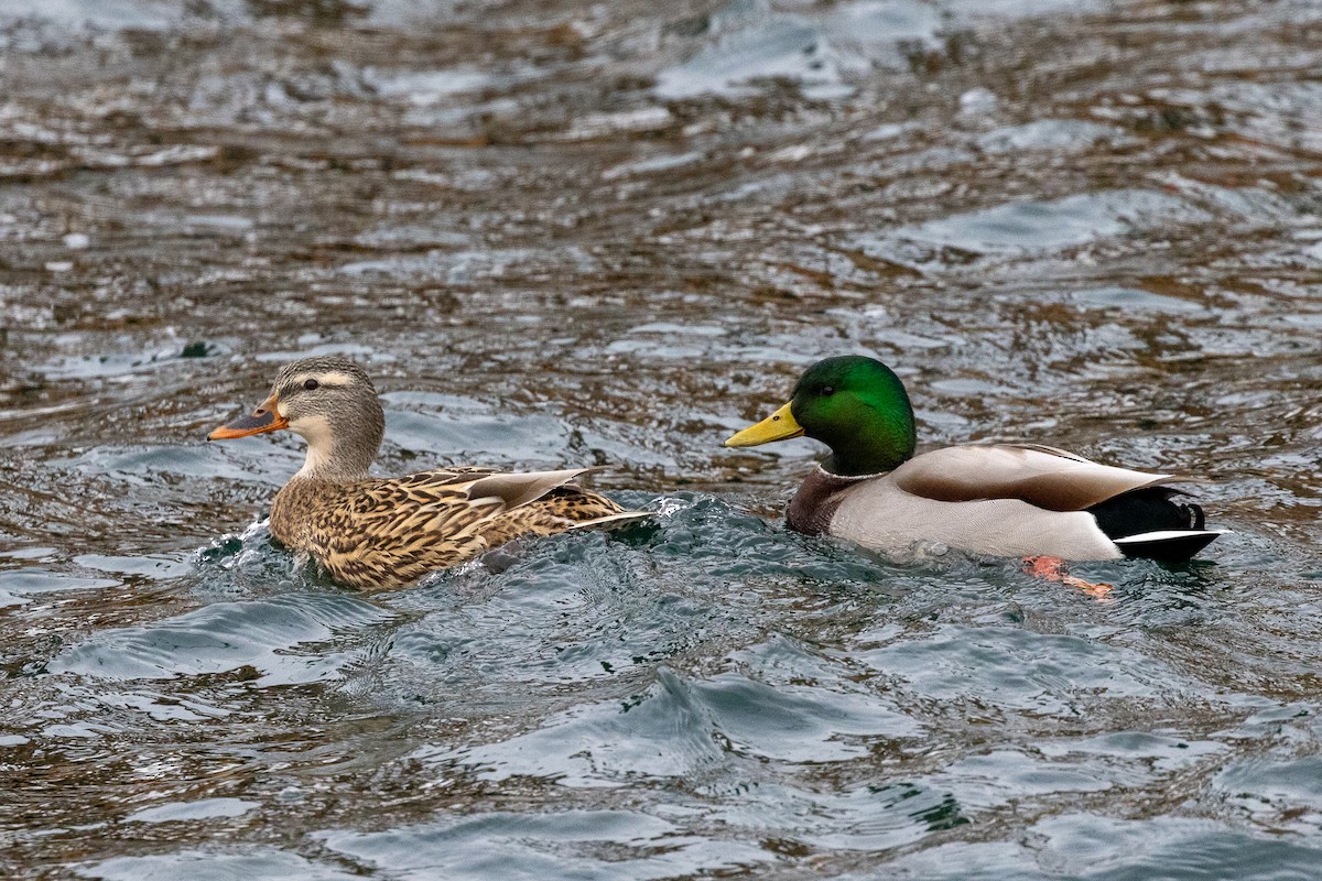 Крижень (свійський) - ML646863696