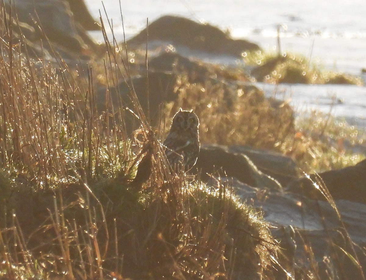 Sumpfohreule - ML646863697