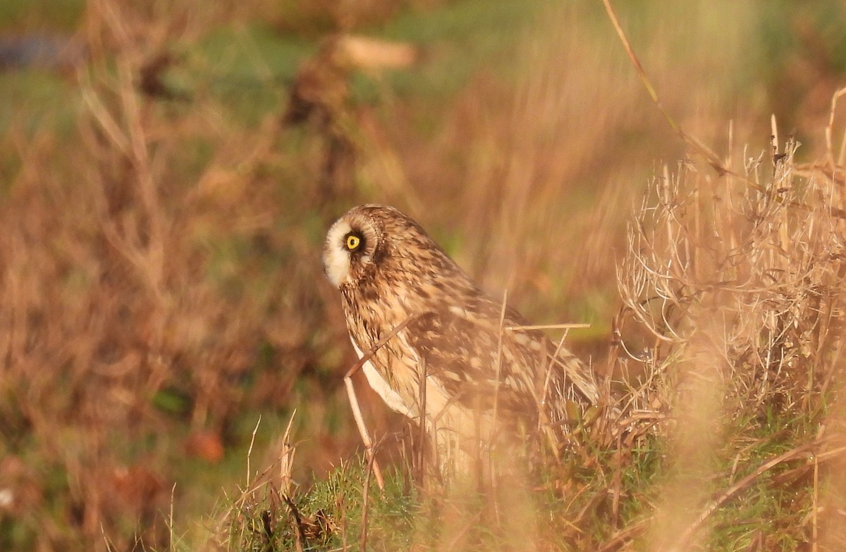 Sumpfohreule - ML646863698