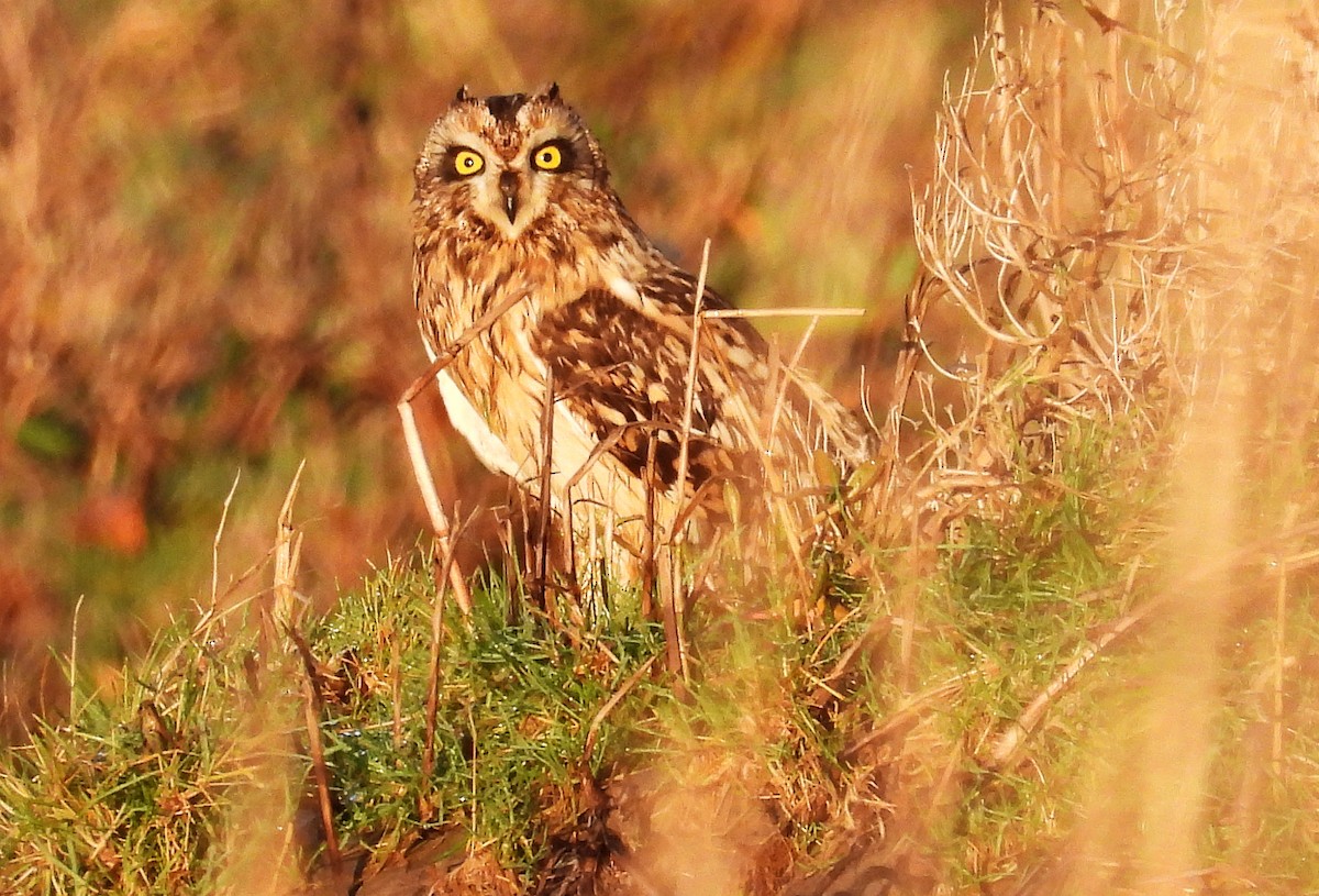 Sumpfohreule - ML646863699